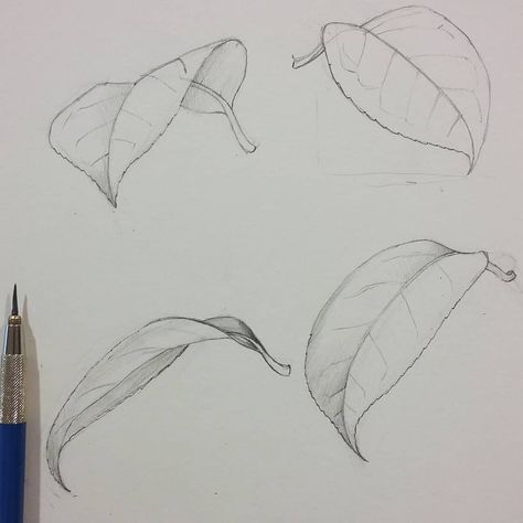 Lucy T  Smith on Instagram: “Demonstrating for my Botanical illustration beginners students, leaves from all angles.  This time I have students from the UK, Russia,…” Drawing Leaves Pencil, Flower And Leaf Design, Leaf Reference Photo, How To Draw Leaf, Leaves Sketch Pencil, Leaves Drawing Sketches, Leaf Sketch Pencil, Falling Leaves Drawing, Flower Leaves Drawing