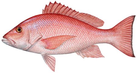 Snapper Fish, Salt Water Fishing, Salt Water Fish, Red Snapper, Fish Drawings, Deep Sea Fishing, Small Fish, Going Fishing, Red Fish