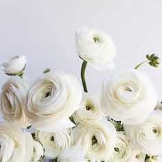 White Runuculous, White Fall Flowers, Cream Ranunculus, Ranunculus Centerpiece, Ranunculus Arrangement, Ranunculus Garden, Ranunculus Wedding, Peach Ranunculus, Ranunculus Bouquet