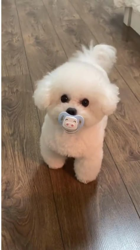 Anjing Maltese, Anjing Poodle, Very Cute Puppies, Super Cute Puppies, Cute Small Animals, Cute Animals Puppies, Very Cute Dogs, Really Cute Dogs, Cute Puppy Videos