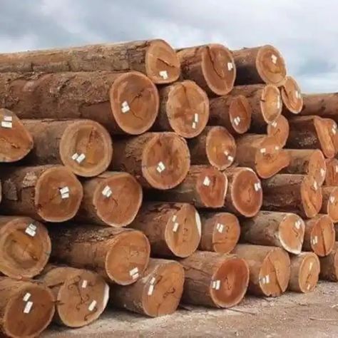 Pine,Hardwood Timber,Teak Wood / Pine Wood Logs,Oak Wood Logs For Supply At Cheap Price Timber Logs, Saw Wood, Oak Logs, Silver Oak, Wood Logs, Wood Project, New Guinea, Ebony Wood, Papua New Guinea