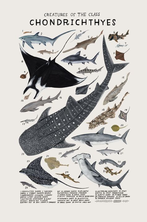 Playful Watercolors Illustrate the Many Classifications of the Animal Kingdom | Colossal Kelsey Oseid, Marine Creatures, Illustration Kunst, Scientific Illustration, Art Et Illustration, Animal Posters, Marine Animals, Arte Animal, Art And Illustration