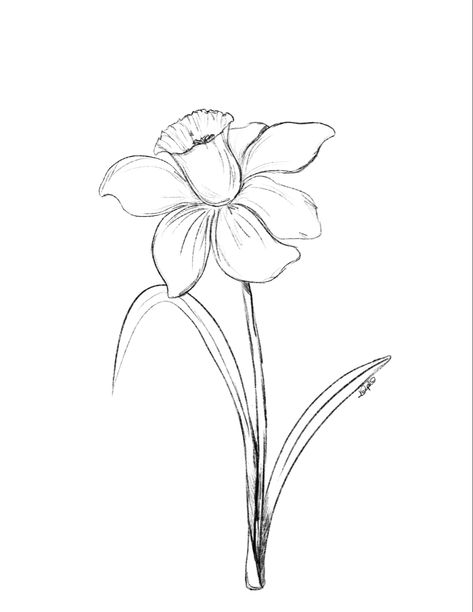 Black pencil sketch of of daffodil Drawing A Daffodil, Flower Drawing Daffodil, Cool Flowers To Draw, Daphadil Flower Drawing, Daphodil Flower Drawing, March Birthday Flower, Daffodil Sketch Simple, Drawing Inspo Flowers, Dafadills Flowers Drawing