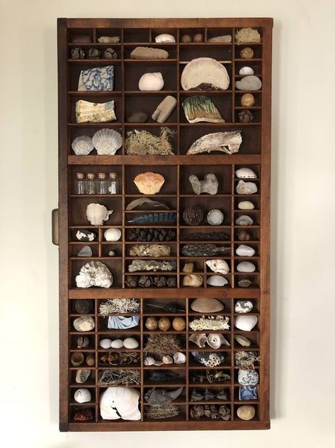 Shell Display, Cabinet Of Curiosity, Printers Drawer, Printers Tray, Cabinet Of Curiosities, Shadow Boxes, Displaying Collections, Display Shelves, House Inspiration