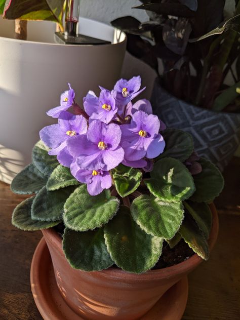 African Violet Aesthetic, Violets Flowers Aesthetic, Monologue Aesthetic, Ethereal Sketch, Plants Widget, African Violet Tattoo, Violeta Aesthetic, Common Violet, Violet Plants