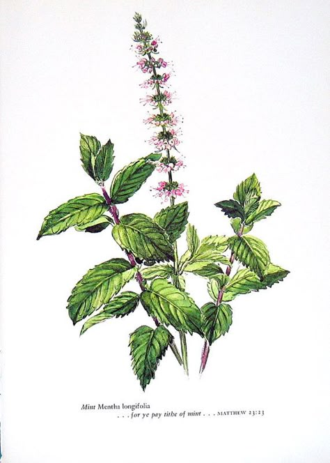 I love the tiny flowers and the resilience of mint. Also its great to make tea out of lol Herb Tattoo, Herbs Illustration, Scientific Drawing, Mint Flowers, Mint Plants, Plant Tattoo, Plant Drawing, Botanical Illustrations, Botanical Drawings