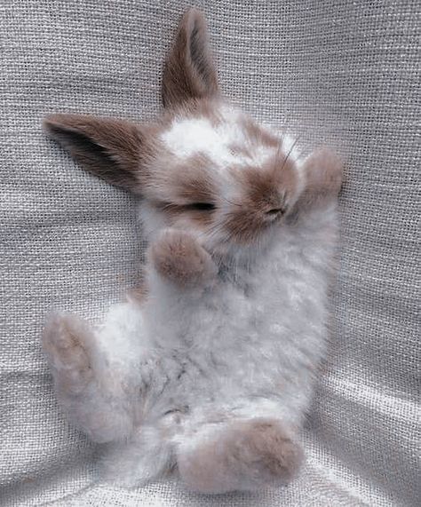 Regnul Animal, Pet Bunny Rabbits, Cute Bunny Pictures, Cute Small Animals, Cute Animals Puppies, Pet Bunny, Baby Animals Pictures, Bunny Pictures