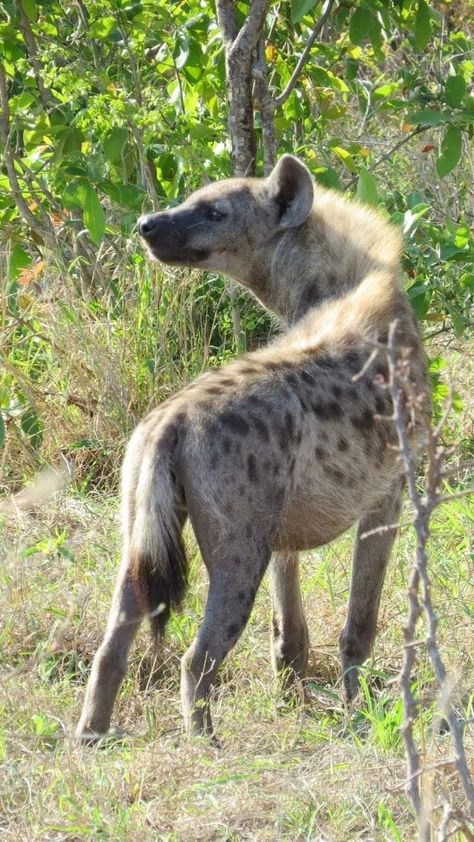 Hyena Reference, Brown Hyena, Striped Hyena, Regard Animal, Spotted Hyena, Animal Study, Animal Anatomy, Cool Animals, Animal Reference