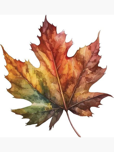 "An Autumn Maple Leaf - Watercolor Leaves and Trees" Art Print for Sale by GVRDesign | Redbubble Watercolor Maple Leaves, Maple Leaf Watercolor Paintings, Fall Cards Watercolor, Tea Stain Art, Autumn Maple Leaves, Watercolour Autumn Leaves, Easy Fall Watercolor Ideas, Autumn Pictures Art, Watercolor Art Leaves