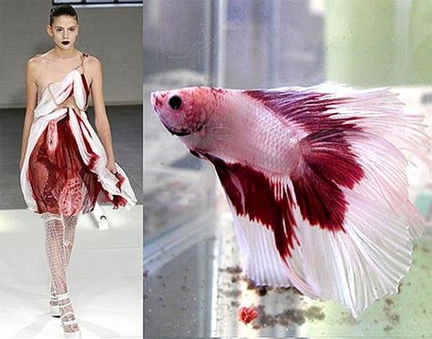 fighting-fish-fashion-1 | Flickr - Photo Sharing! Fashion Inspired By Nature, Fish Fashion, Fish Dress, Nature Inspired Fashion, Beta Fish, Fashion Nature, Nature Fashion, Nature Dress, Fashion Portfolio