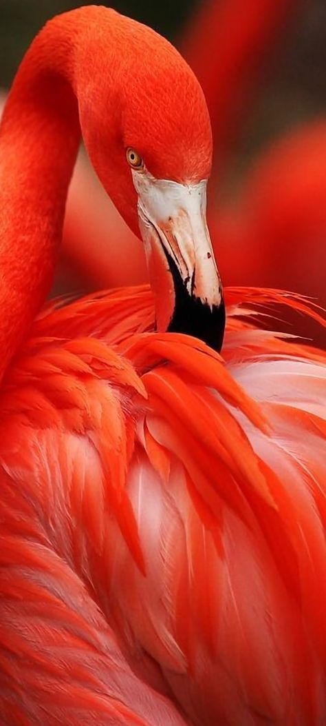 Red Flamingo, Flamingo Pictures, Flamingo Bird, Flamingo Art, Rare Birds, Exotic Birds, Pretty Birds, Jolie Photo, Colorful Birds