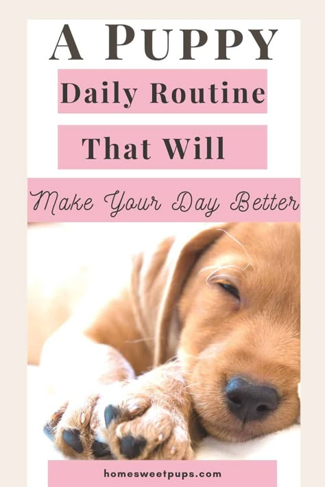 If you have a new puppy or dog boy do I have some helpful dog tips for you dog owners. I want to help you create a puppy routine for exactly what your puppies need. I have tips for ways to make your day better with a puppy routine schedule this will also help with good puppy behaviors. You will see why you need dog care routines so head over to homesweetpups.com to learn more #puppyroutine #dogroutine #dailyschedule #newpuppy #tipsfordogowners New Puppy Routine, Sample Puppy Schedule, What You Need For A New Puppy, 3 Month Old Puppy Schedule, What You Need For A Puppy, Puppy Schedule 10 Week Old, Bringing Puppy Home, Dog Routine Schedules, New Puppy Schedule