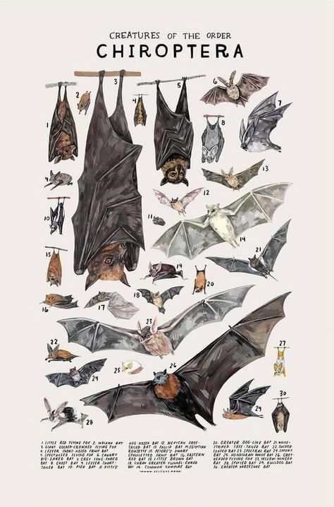 Animal Science Aesthetic, Zoology Aesthetic Wallpaper, Scientific Illustration Animals, Zoology Tattoo, Zoology Wallpaper, Bat Wallpaper Aesthetic, Zoology Poster, Vintage Science Posters, Zoology Aesthetic