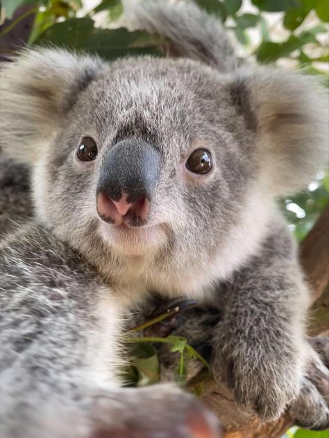 Cute Animals Koala, Aesthetic Koala Pictures, Koala Pictures, Koala Cute, Cute Koalas, Koala Marsupial, Koala Drawing, Cute Animal Tattoos, Cute Koala Bear