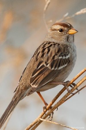 White-crowned Sparrow (Immature) Birding Quotes, Birds Sparrow, Tattoos Pets, Sketches Nature, Pet Tattoo Ideas, Beak Mask, Tattoo Animals, Bird Pet, Sparrow Art