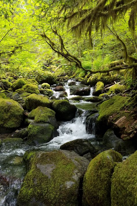 Hikers, mountain bikers, and swimming hole enthusiasts will all find the Opal Creek Trail as a gem with a great destination. River Aquascape, Chase Aesthetic, Oregon Aesthetic, Creek Water, Forest Creek, Oregon Landscape, Mountain Streams, Oregon Portland, Water Images