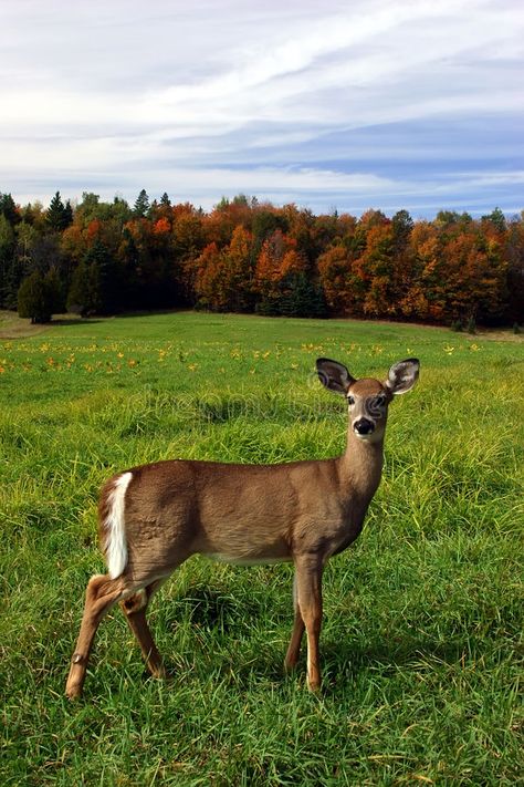 Female Deer on a Fall Day. A female deer is standing in a field on a colorful fa , #affiliate, #Day, #female, #deer, #Female, #Deer #ad Pictures Of Deer, Deer Female, Deer Woman, Deer In Forest, Standing In A Field, Female Deer, Deer Photos, Deer Pictures, Deer Tattoo