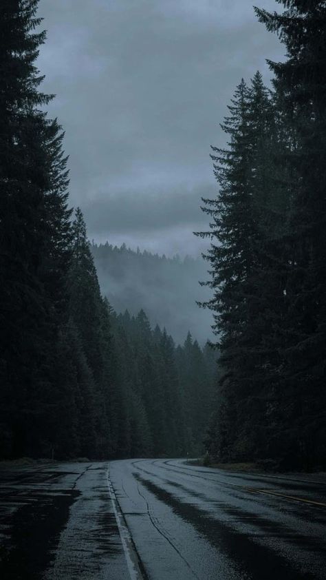 Wald Wallpaper, Dark Naturalism, Dark Forest Aesthetic, Twilight Aesthetic, Rainy Day Aesthetic, Dark Landscape, Forest Aesthetic, Dark Things, Dark Nature