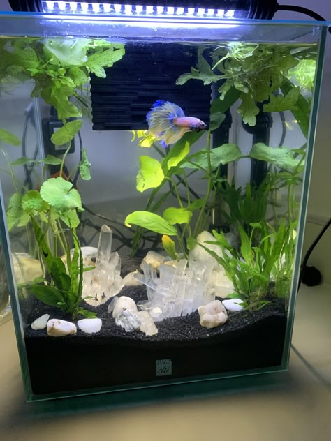 Betta Fish Tank With Live Plants, Aesthetic Beta Fish Tank, Cool Beta Fish Tank Ideas, Beta Fish Tank Setup, Small Fish Tank Aesthetic, Fish Tank With Crystals, Betta Tank Aquascape, Betta Tank Decor, Crystals In Fish Tank