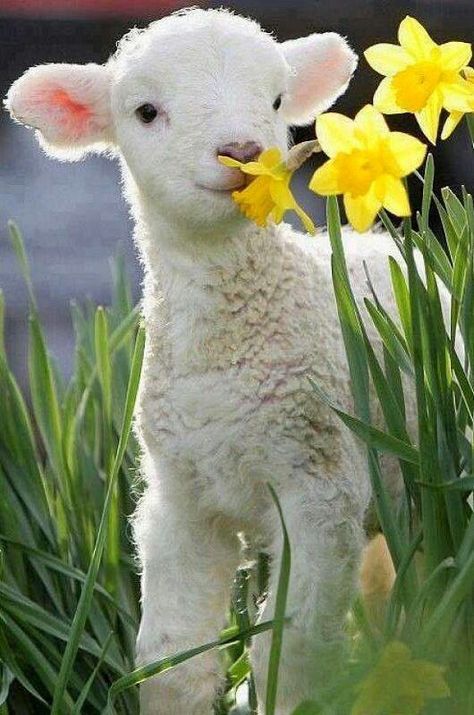 Baby Lamb, Animal Magic, Baby Goats, Beltane, Baby Animals Funny, Cute Critters, Animal Pics, Animal Photos, E Card