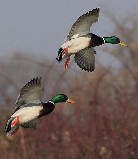 Mallard males Hunting Backgrounds, Waterfowl Art, Regard Animal, Duck Pictures, Wild Duck, Waterfowl Hunting, Duck Art, Bird Hunting, Duck Hunting