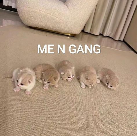 Me And Gang Cats, Twins Meme, Cat Friends, Hijab Cartoon, Friend Memes, Friend Group, Reaction Pics, Funny Cat Memes, Meow Meow