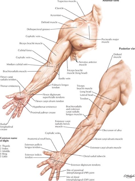 Surface anatomy of the arm - Netter Muscle Arm Anatomy, Arm Extended Reference, Arms Extended Reference, Upper Arm Anatomy, Bicep Anatomy, Anatomy Upper Limb, Arm Muscles Anatomy, Anatomy Landmarks, Forearm Anatomy