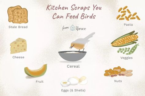 What Kitchen Scraps Can Birds Eat? Feeding Birds In Winter, Backyard Birds Watching, Birdhouse Garden, Backyard Birds Sanctuary, Bird Suet, Kitchen Scraps, Bird Treats, What Is A Bird, Stale Bread