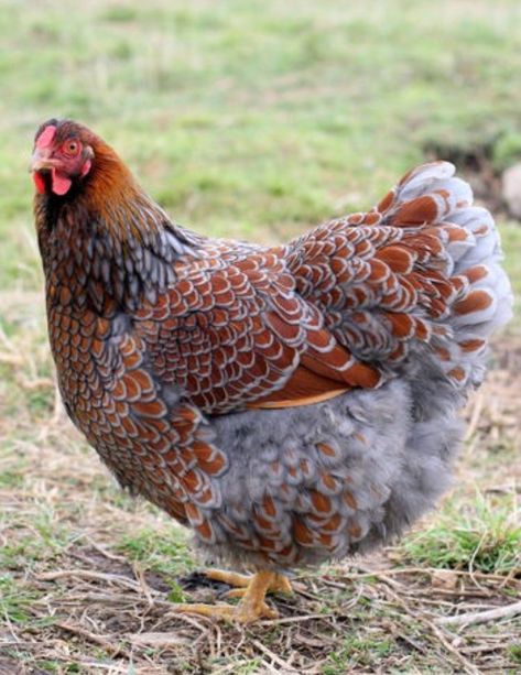 Best of the Beautiful Bird Breeds | BackYard Chickens - Learn How to Raise Chickens Blue Laced Wyandotte, Blue Laced Red Wyandotte, Wyandotte Chicken, Bird Breeds, Fancy Chickens, Beautiful Chickens, Keeping Chickens, Chickens And Roosters, Chicken Breeds