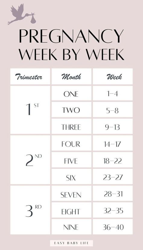 If you are pregnant or trying to get pregnant, bookmark this super handy pregnancy guide to your pregnancy week by week! The perfect trimester chart to reference (such a good pregnancy chart to see the stages of pregnancy weekly!) Read about the pregnancy weeks in each of the trimesters of pregnancy. The pregnancy calendar is perfect for first time moms to be. Perfect for baby development, size, belly, pregnancy symptoms, pregnancy tips, and pregnancy checklists from early pregnancy to birth. How Many Weeks In Each Trimester, Stages Of Pregnancy Weekly, Pregnancy Belly Week By Week, Pregnancy Trimester Chart, Pregnancy By Week, First Trimester Pregnancy Tips, Trimester Chart, First Pregnancy Tips, Pregnancy Weeks