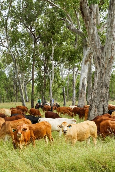 Cattle Grazing, Country Backgrounds, Home Wine Cellars, Future Farms, Better Body, Aerial Images, Cattle Farming, Cattle Ranching, Dream Barn