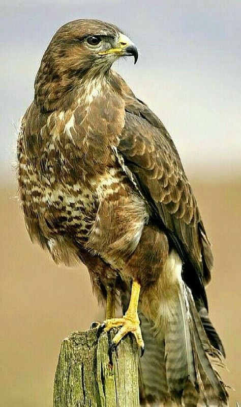 Raptor Bird, Regnul Animal, Wild Animal Wallpaper, Eagle Images, Eagle Pictures, Don't Sleep, Most Beautiful Animals, Rare Birds, Rare Animals