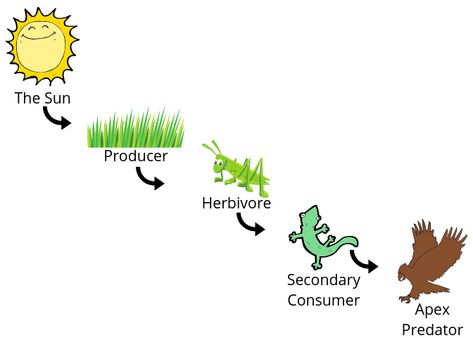 Food Chains For Kids - The Circle of Life | Tree Huggin' Mom Simple Food Chain, Food Web Activities, Trophic Level, Keystone Species, Forest Habitat, Food Web, Apex Predator, Food Chain, Photosynthesis