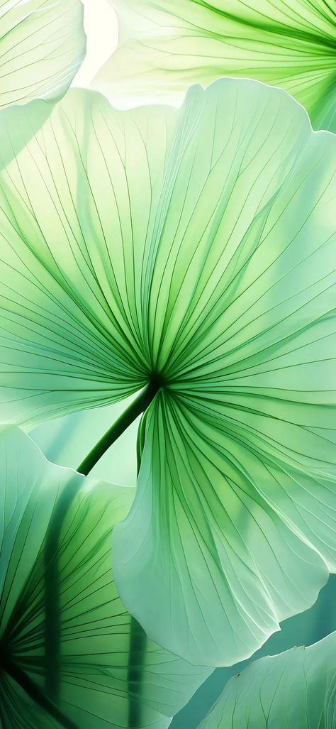 Welcome to follow Wallpaper Leaves, Green Nature Wallpaper, Iphone Wallpaper Texture, Green Leaf Wallpaper, Image Moto, Cool Pictures For Wallpaper, Floral Wallpaper Phone, Phone Screen Wallpaper, Lovely Flowers Wallpaper