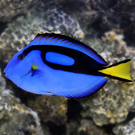 Blue Tang Blue Tang Fish, Tang Fish, Saltwater Aquarium Fish, Blue Tang, 달력 디자인, Fauna Marina, Salt Water Fish, Marine Aquarium, Beautiful Sea Creatures