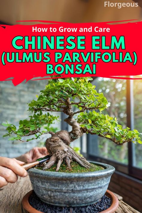 Chinese Elm Bonsai Backyard Boss, Outdoor Bonsai Tree, Garden Bonsai Tree, Chinese Elm Bonsai, Elm Bonsai, Japanese Bonsai Tree, Bonsai Forest, Bonsai Tree Types, Bonsai Tree Care