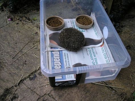 How to make a hedgehog feeding station Hedgehog Feeding Station Diy, Hedgehog Feeding Station, Wild Animal Feeding Station, Hedgehog Setup Ideas, Feral Feeding Station, Natural Hedgehog Enclosure, Wildlife Projects, Diy Hedgehog, Hedgehog Box