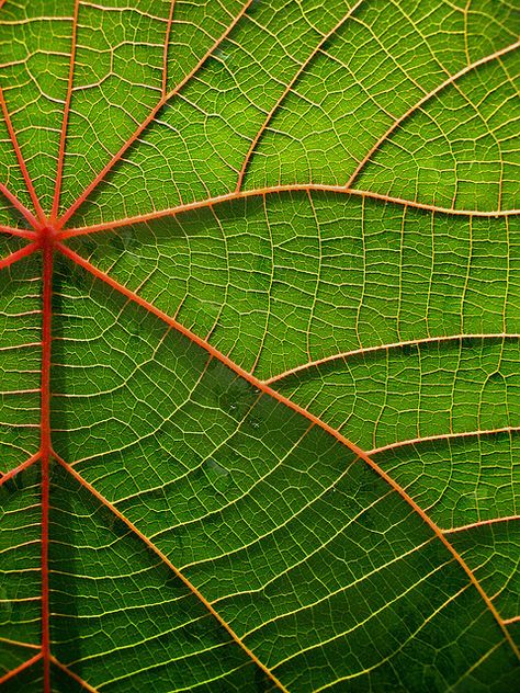 ~~ macaranga ~~ Macro Fotografie, Texture Photography, Natural Forms, Abstract Photography, Patterns In Nature, Surface Textures, Green Leaf, Macro Photography, Natural Texture