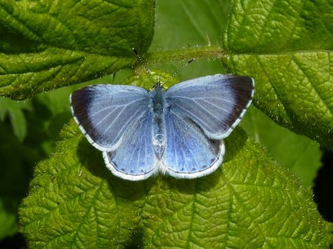 Holly Blue Butterfly Uk Moths, Butterfly Identification, The Pirate Fairy, Crochet Butterflies, Small Butterflies, Sketchbook Challenge, Holly Blue, Pirate Fairy, Nature Healing