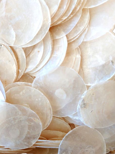 Sea shell