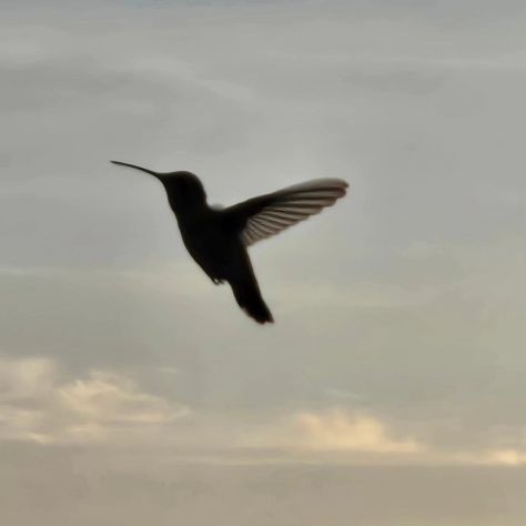 Today I got bum rushed by a hummingbird. That is all🥰 #hummingbird #nature Humming Bird Aesthetic, Aesthetic Hummingbird, Hummingbird Aesthetic, Object References, Hummingbird Photography, Rufous Hummingbird, Unique Birds, Vision Board Book, Hummingbirds Photography