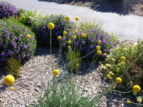 Billy Buttons Garden, Queensland Garden, Craspedia Globosa, Billy Button Flowers, Verge Garden, Native Garden Ideas, Australian Garden Design, Australian Gardens, Australian Native Garden