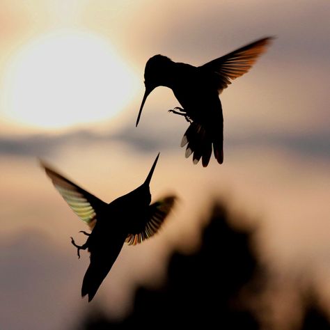 Burung Kakatua, Hummingbird Feather, Hummingbirds Photography, Hummingbird Pictures, Lovecore Aesthetic, Wild Photography, Heaven Art, Hummingbird Tattoo, Bird Artwork