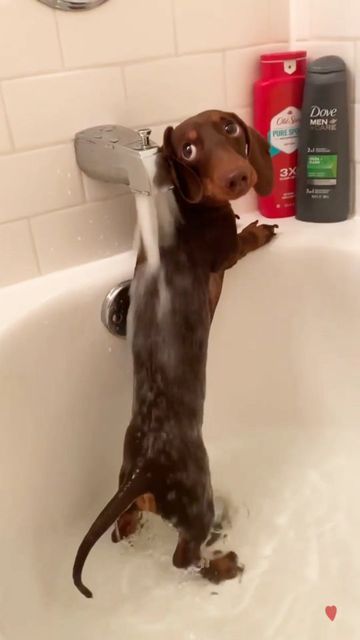 🐾Dachshund Doxie Wiener Sausage Dog🐾 on Instagram: "🔊 Does Your Doxie Like Water? 💦 Video by 💗@barkleytheweenie Follow us👉@ilovemydachshunddog ⁣⁣ 🌭Grab Your FREE GIVEAWAY - Till Stocks Last. 📢 Hurry up and get yours by clicking the link in our bio 👆💍🛒 🧡 Free Shipping WORLDWIDE + an Extra 15% OFF! 🎁 Hot things go quickly! ⁣⁣⁣⁣ 👥 ⤵ Double tap & tag your friend Below! 💖⁣⁣ ⁣⁣ ⁣⁣ ⁣⁣ ⁣⁣ ⁣⁣ ⁣⁣ ⁣⁣ ⁣⁣ ⁣⁣ ⁣⁣(All rights are reserved & belongs to their respective owners)⁣⁣⁣ R #dachshund #saus Pinterest Funny, Funny Corgi, Pet Paradise, Cute Moments, Puppies Cute, Really Cute Dogs, Weenie Dogs, Funny Dachshund, Dachshund Puppies