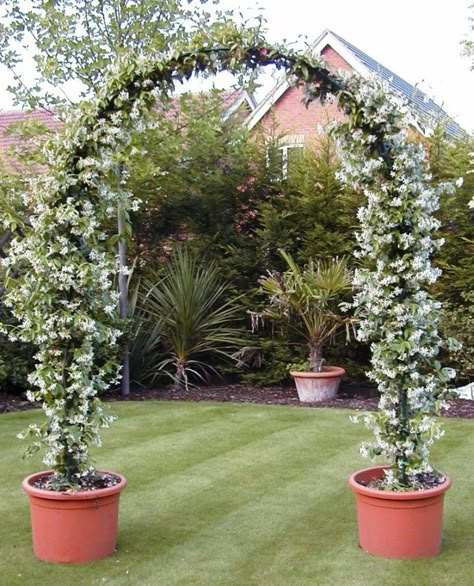 Star Jasmine - Evergreen Climbing vine with fragrant blooms in summer. Moderne Have, Upcycle Garden, Garden Vines, Garden Arches, Garden Arbor, Garden Types, Garden Yard Ideas, Garden Trellis, Climbing Plants