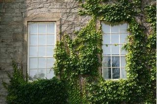 How to Grow Ivy on a Fence | eHow Ivy On House Exterior, Ivy On House, Beatrix Potter Aesthetic, Gardens For Beginners, Ivy Plant Indoor, Beach Style Home, Boston Ivy, Ivy Wall, Wooden Trim