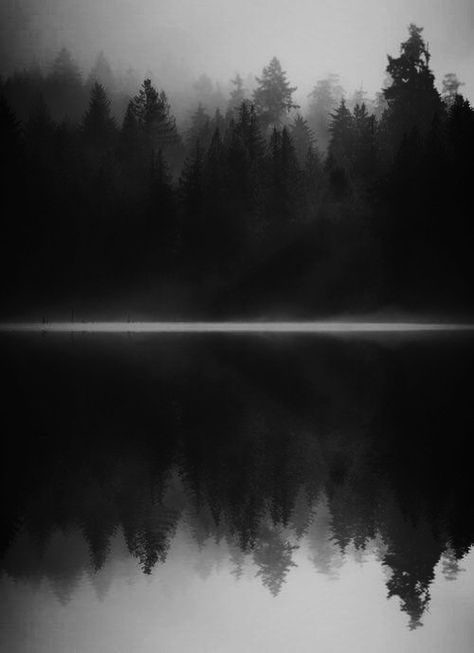 Awakened Foggy Day, Alam Yang Indah, White Photo, Dark Forest, Creepers, Black And White Photography, Beautiful World, Mother Nature, The Great Outdoors