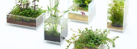 Enjoying Wabi-Kusa with Neo Glass Air | ADA Terrarium Aesthetic, Nano Pond, Taken Over By Nature, Retro Spaceship, Indoor Pond, Aqua Design, Wabi Kusa, Aquaponics Diy, Daily Rhythm