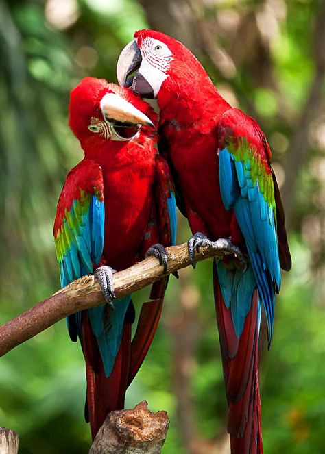 Do scarlet macaws mate for life?  #birds #birding #beautifulnature  #scarletmacaws #mateforlife #facts Pet Birds Parrots, Parrots Art, Most Beautiful Birds, मोबाइल वॉलपेपर, Airbrush Art, Nature Birds, Bird Pictures, Exotic Birds, Tropical Birds