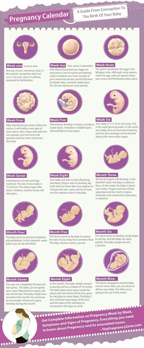 Pregnancy calendar 5 Weeks Pregnant, Pregnancy Timeline, Pregnancy Facts, Pregnancy Calendar, Pregnancy Info, Pregnancy Guide, Baby Stage, Baby Planning, Pregnancy Health